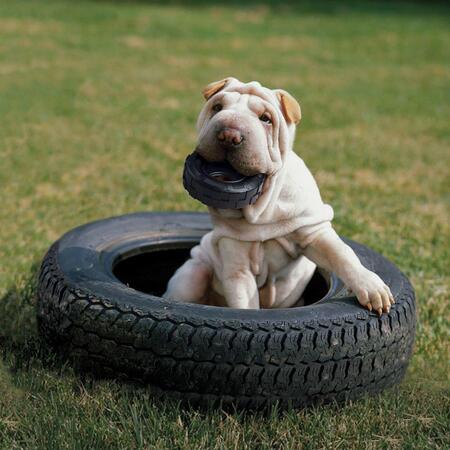 Hund med Kong Extreme Tires