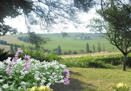 Vild med skygge, flerårig