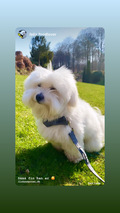 cute hund, foder til hvalp, fleece hund, foder hund
