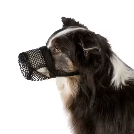Billede af hund med Trixie mundkurv til giftbeskyttelse