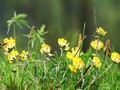 Frøblanding til sommerhushaven