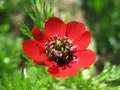 Vilde blomster til solskin
