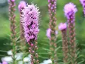 Flerårig blomsterblanding