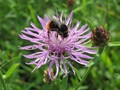 Vild med flerårige blomster - bivenlige blomster