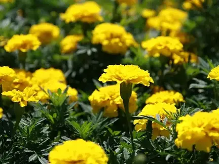 Tagetes frø