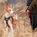 Non-Stop Dogwear Line Harness Grip Sort på en hund