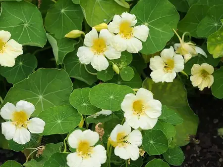 Tallerkensmækker frø