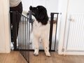 Dogspace Lassie Pressure fitted pet gate - sort
