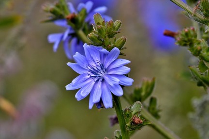 Frø til spiselige blomster