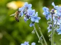 Vilde blomster til sol og insekter