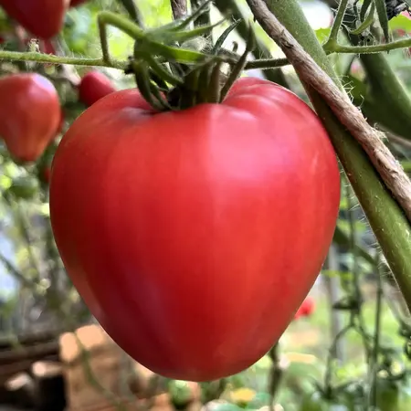 hjertetomat, oxheart