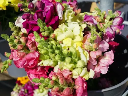 Løvemund til buketter