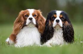 King Charles Spaniel hunderace