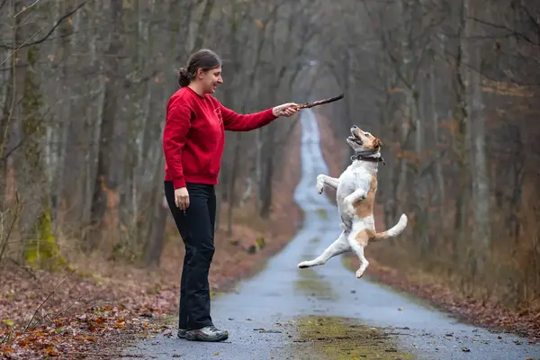Kvinde der træner sin hund i en skov