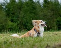 bedste sele til hund, verdens bedste hundesele