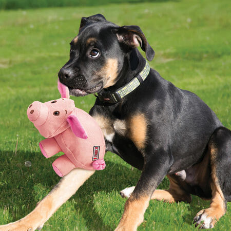 Hund med Kong Phatz Gris