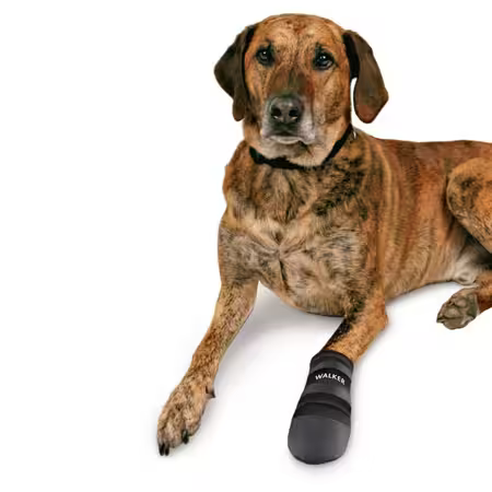 Hund med Trixie Walker Care Protective  Boots - Hundesko
