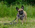 RUFFWEAR SELE, SELE TIL HUND, seler til hunde, antitræk seler