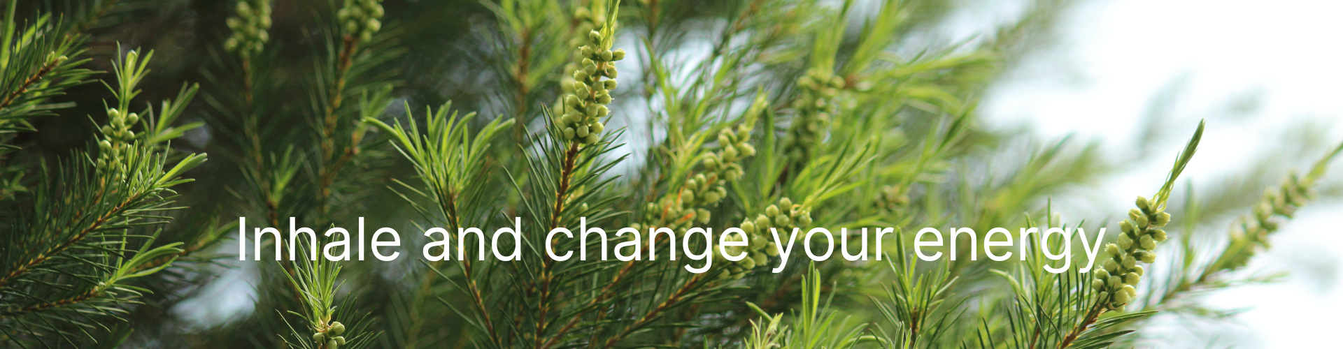 Tea Tree æterisk olie i flaske økologisk. Køb hos Aromaliv.dk