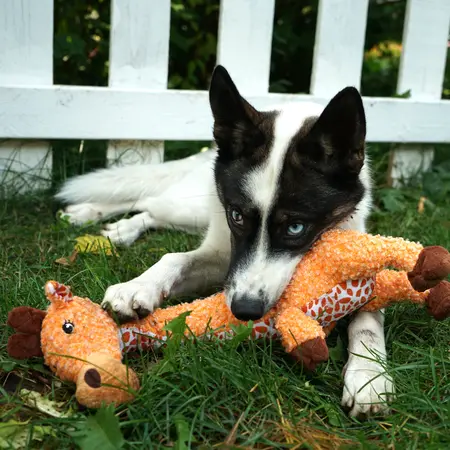 Hund med Kong Shakers Luvs Giraffe
