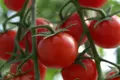 Tomatkassen til friland eller drivhus