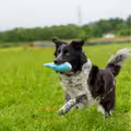 Hund i leg med Bite Force Haj – Stærkt hundelegetøj med Kevlar og piv