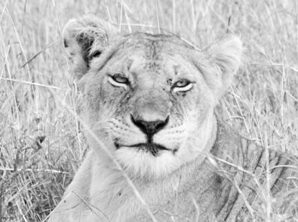 løve savanne kenya