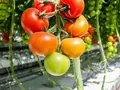 Snor af hamp til tomatplanter