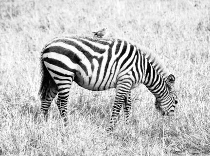 zebra kenya savanne b/w
