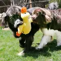 KONG Comfort Jumbo Duck hundelegetøj brugt af to hunde i leg i haven