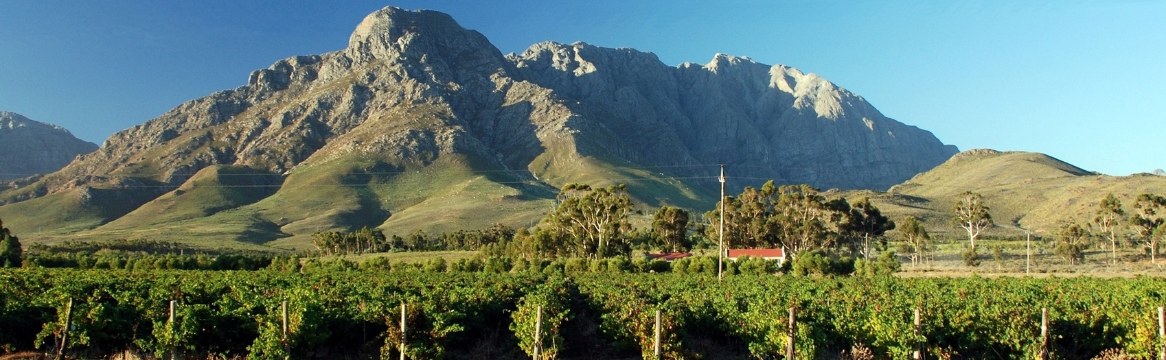 Sydafrikanske vinmarker ved foden af bjergene i Western Cape – udsigt fra vinregion nær Stellenbosch