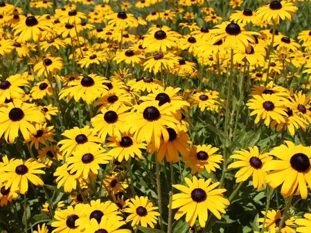 Solhat frø - bivenlig blomst