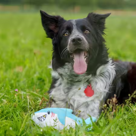 Legesyg hund med Bite Force Haj – Robust hundebamse med lyd og Kevlar-syninger