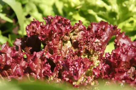 Frø til Lollo Rossa salat