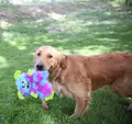 Hund med Kong Frizzles Frazzle