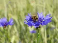 Frøkasse med spiselige blomster