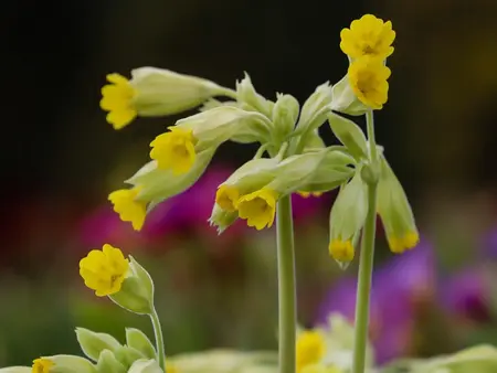 Hulkravet Kodriver frø