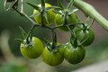 Frø til stribede tomater - Tigrella