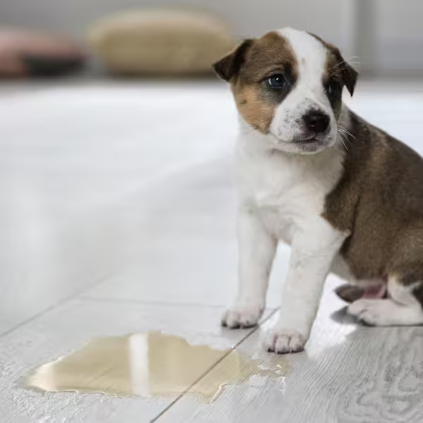 Hvalp der har tisset indendørs – en normal del af renlighedstræning hos hvalpe