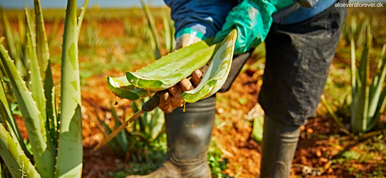Økologisk dyrket Aloe vera afskåret blad fra planten