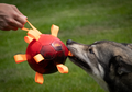 Hund leger med Dog Comets Hypernova