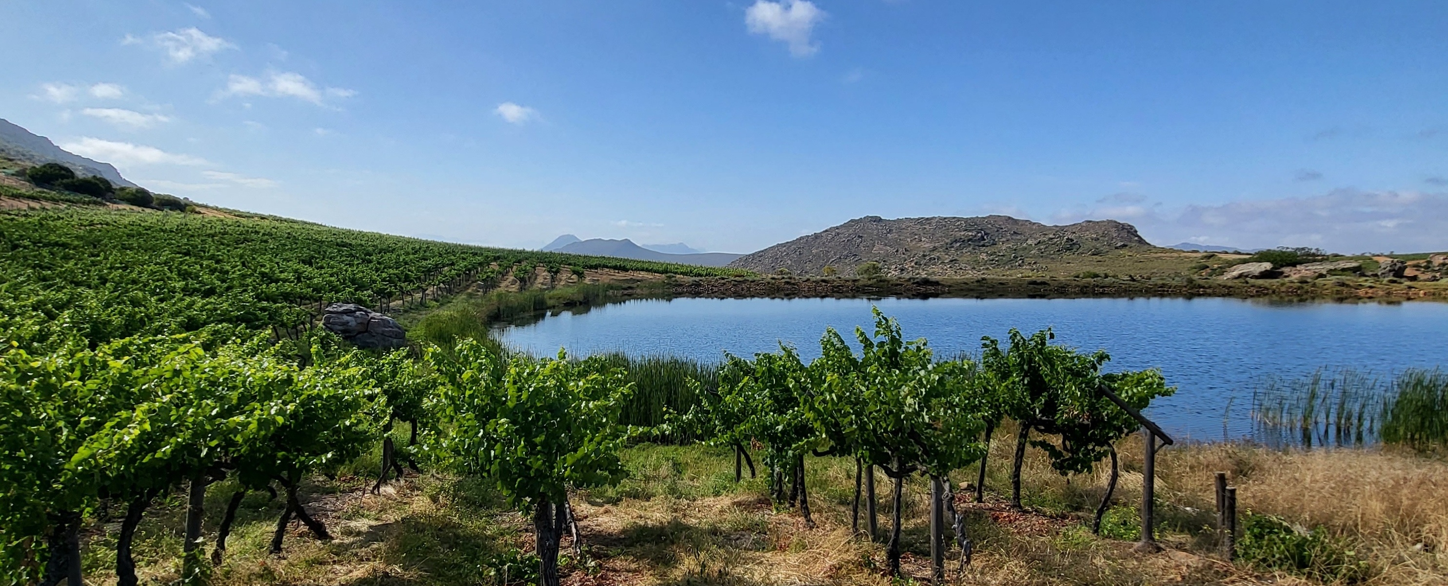 Sydafrikansk vinområde med sø og vinmarker – typisk natur fra vinregion nær Olifantsberg eller Citrusdal