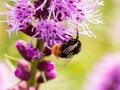 Vild med flerårige blomster - frøblanding -bivenlig