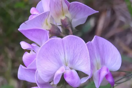 Ærteblomst frø lavendel