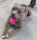 hund med Dog Comets Ball Swift Tuttle ø6cm, pink I munden