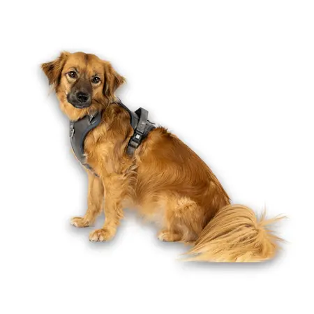 hund med Max & Molly Matrix 2.0 neopren sport sele - Stone