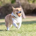 Hund med Chuckit Birthday Fetch Ball i munden