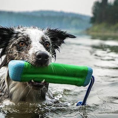 Hund holder Chuckit-Amphibious Bumper i munden | Køb hos MyTrendyDog.dk