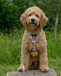 hundesele lille hund, den bedste hundesele