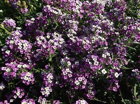 Biblomme - bivenlig blomst